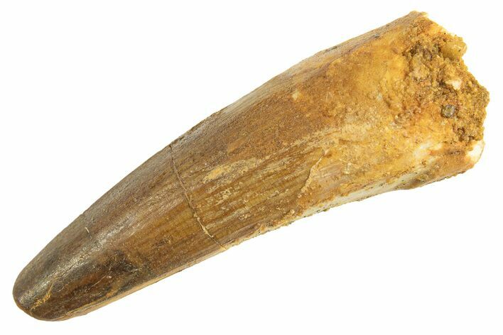 Fossil Spinosaurus Tooth - Real Dinosaur Tooth #344345